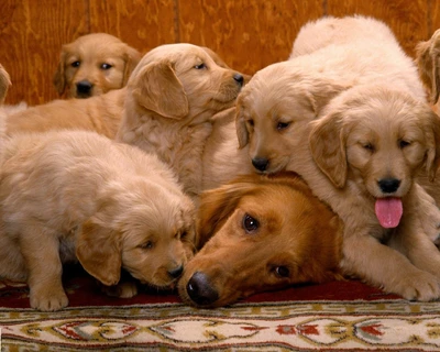 Filhotes de golden retriever brincando e se aconchegando com sua mãe em um tapete aconchegante.