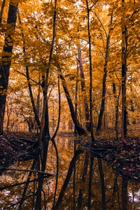 Reflexão de outono em uma floresta de folhas largas do norte