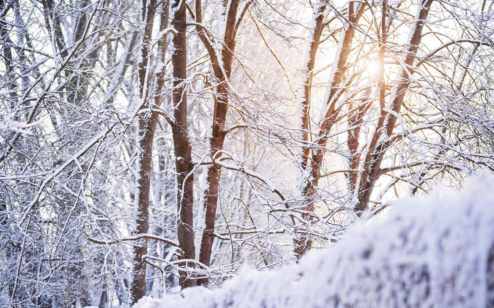 Um close de uma floresta coberta de neve com árvores e neve (coberto de neve, floresta, ramos de árvores, inverno, branco)