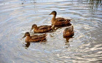 A group of mallard ducks swimming gracefully in rippling water.