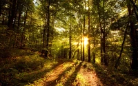 arbre, forêt, nature, boisé, végétation