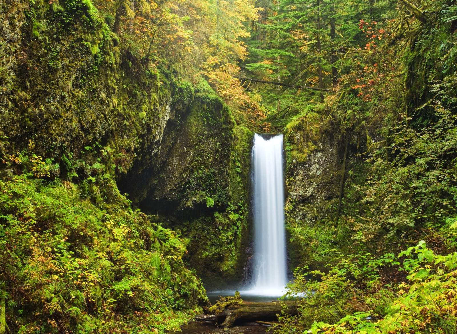 Ein wasserfall in einem wald mit ein paar bäumen und felsen (multnomah falls, wasserfall, natur, gewässer, naturschutzgebiet)