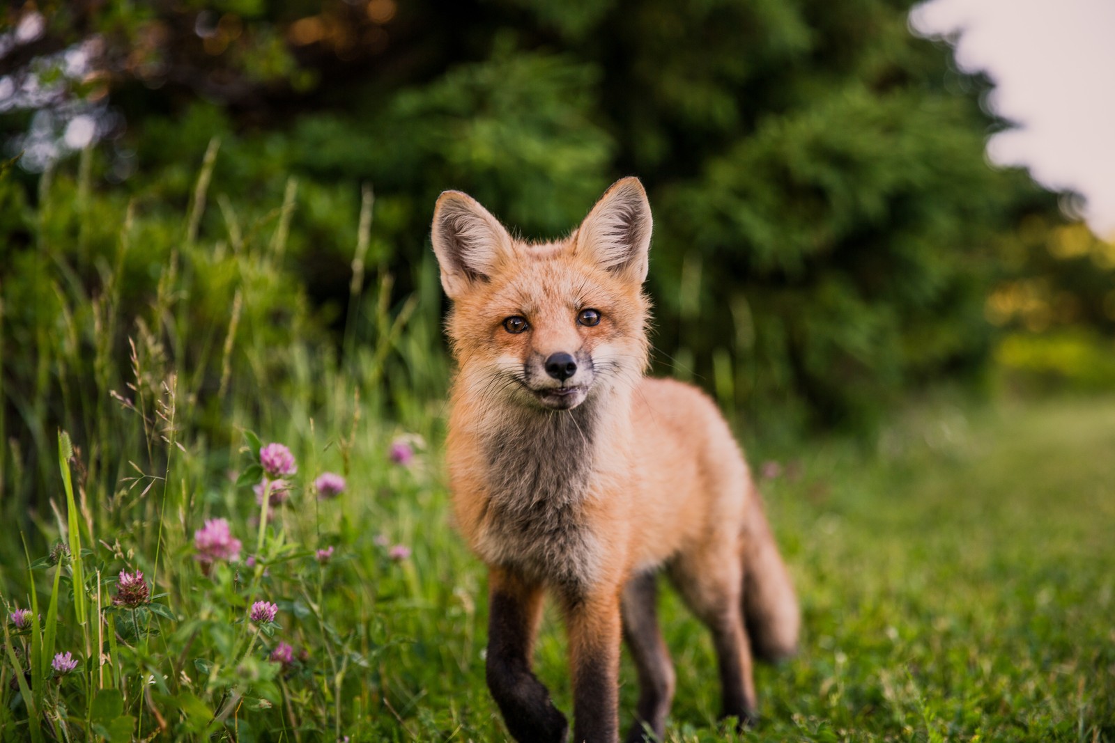 cat, fox, red fox, canidae, wildlife wallpaper