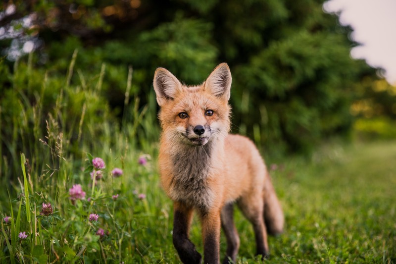 Маленькая лисица стоит в траве и смотрит в камеру (кот, лиса, рысь, canidae, дикая природа)