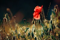 Flor de papoula em uma paisagem ensolarada