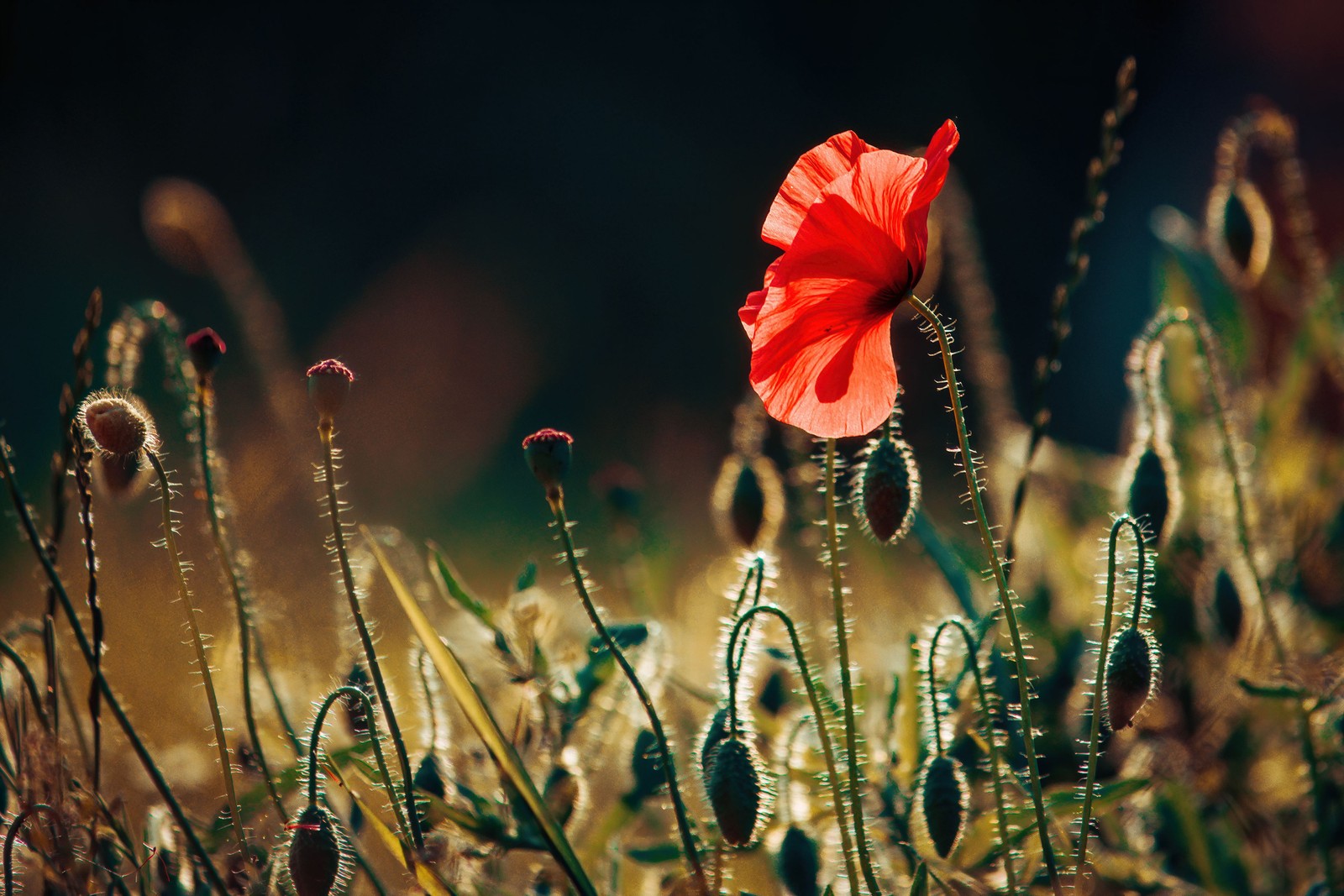 Descargar flor de amapola, floración, paisaje, flores, fondo de pantalla 4k gratis