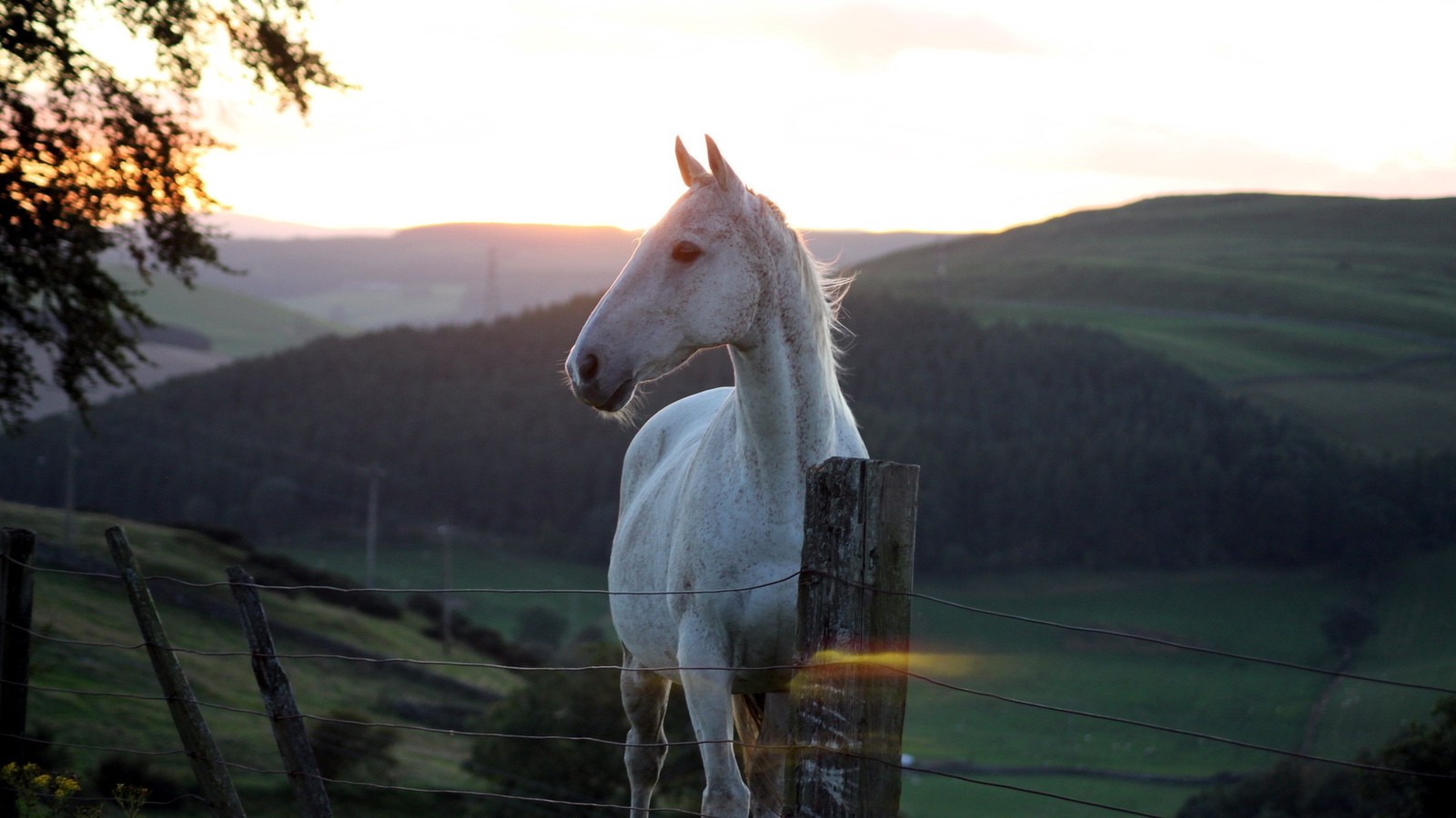 There is a white horse standing on a fence in the field (horse, mane, morning, mustang horse, mountainous landforms)