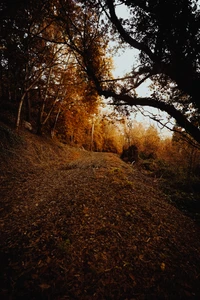 Golden Autumn Pathway Through Deciduous Forest