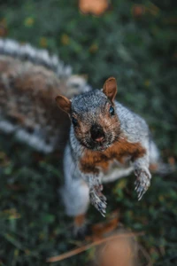 Curious Fox Squirrel Amidst Grasses and Branches