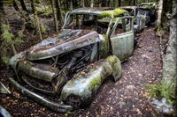 car, scrap, rust, tree, plant