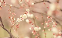 Ramos delicados de flores de cerejeira em flor na primavera