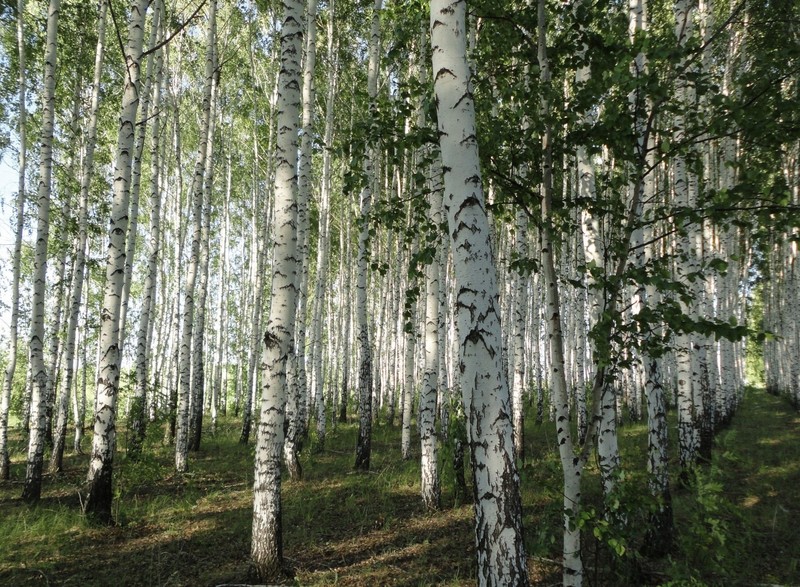 A close up of a forest with lots of trees and grass (tree, forest, birch, grove, woody plant)