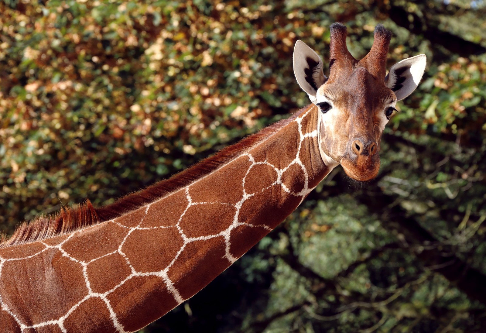 Eine giraffe steht vor einem baum mit blättern (giraffe, landsäugetier, wildleben, giraffidae, wildnis)