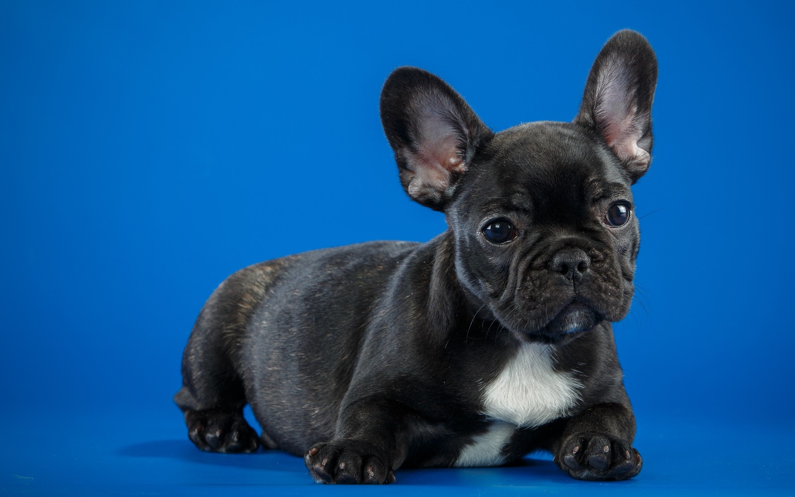 Arafed black and white puppy laying down on a blue background (french bulldog, bulldog, puppy, dog breed, dog)