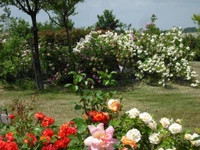 Lebendiger Rosengarten in voller Blüte