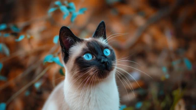 siamese, cat, blue eyes, animals