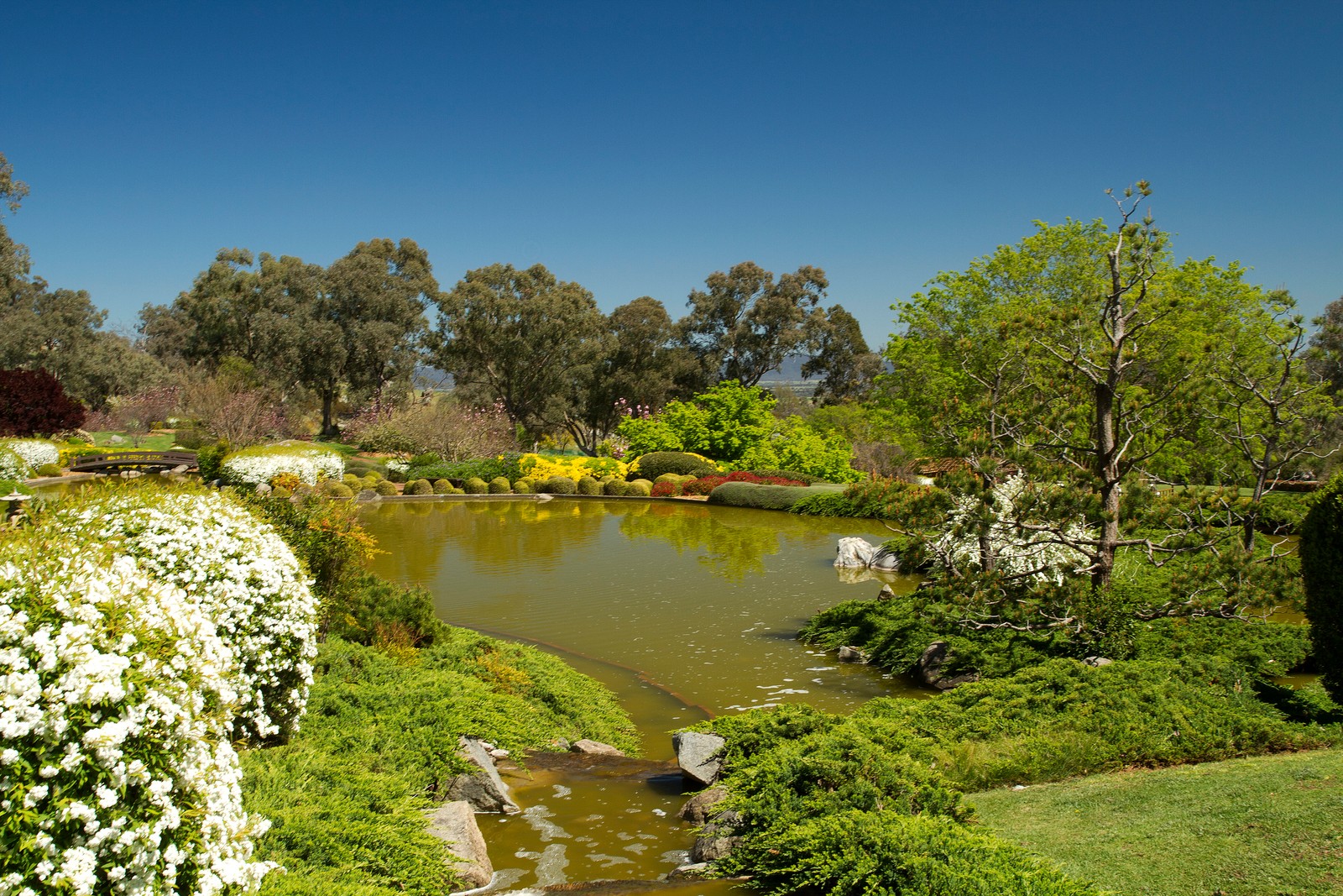 Uma vista de um lago com flores brancas e árvores ao fundo (natureza, jardim, banco, vegetação, água)