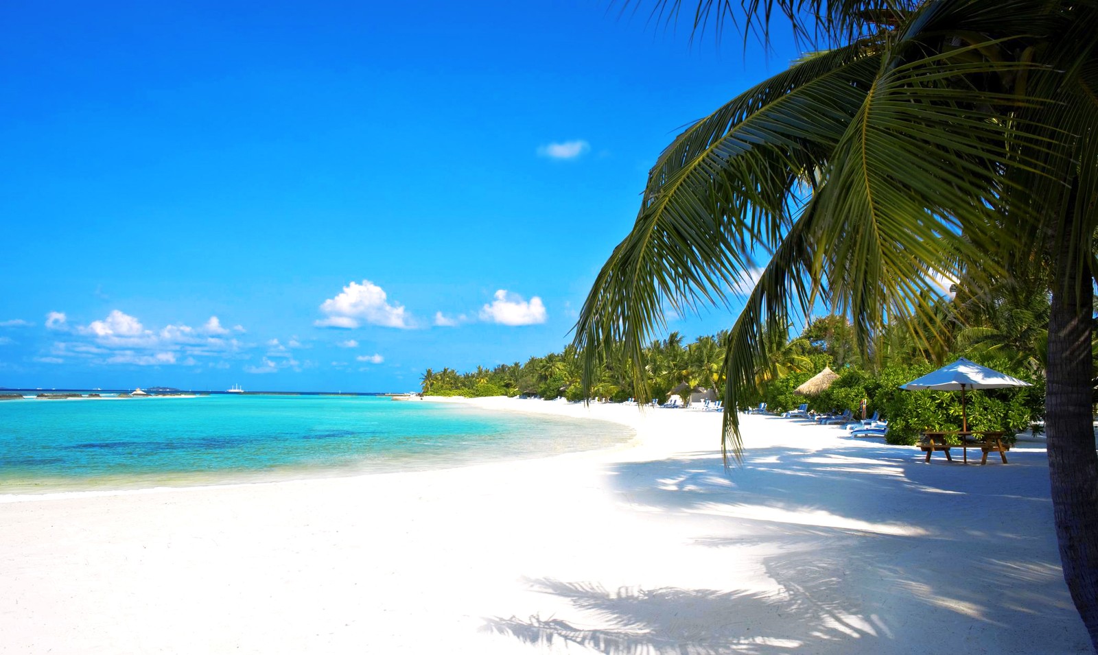 Palmiers arabes sur une plage avec ciel bleu et eau (tropiques, plage, caribéen, vacances, palmier)