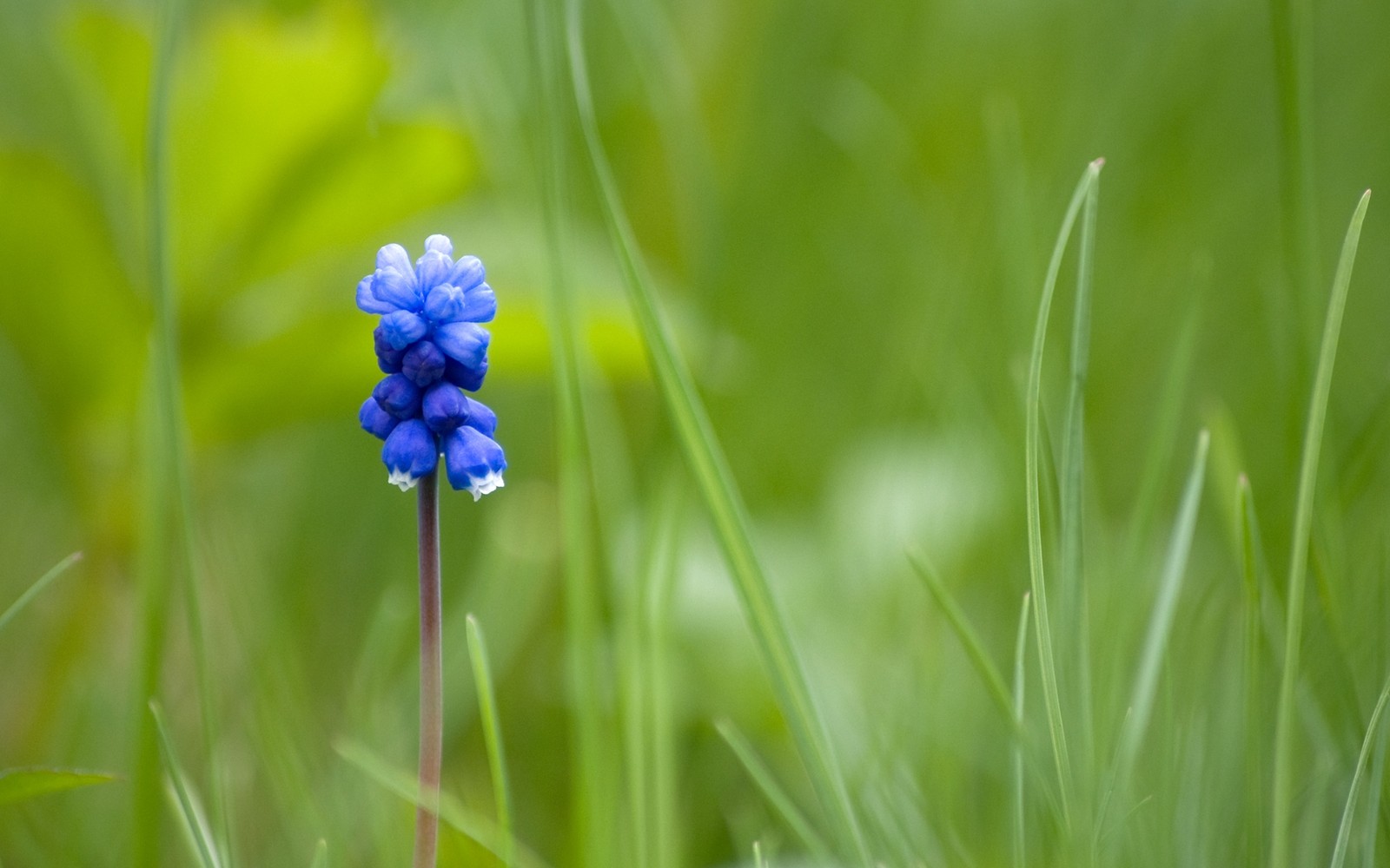 Hay una pequeña flor azul que está en la hierba (jacinto de uva, primavera, flor silvestre, pradera, flora)