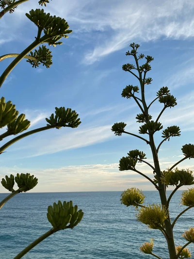 Coastal Agave Against a Serene Sky