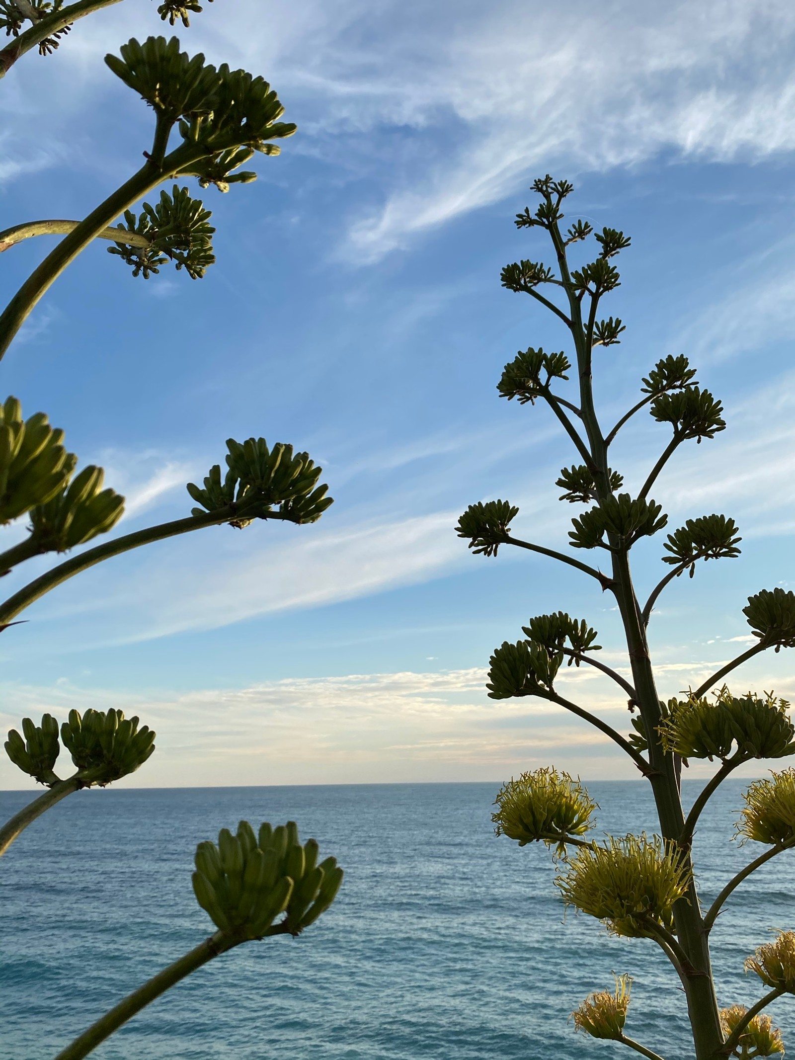 Uma planta crescendo do solo (nuvem, água, natureza, botânica, ramo)