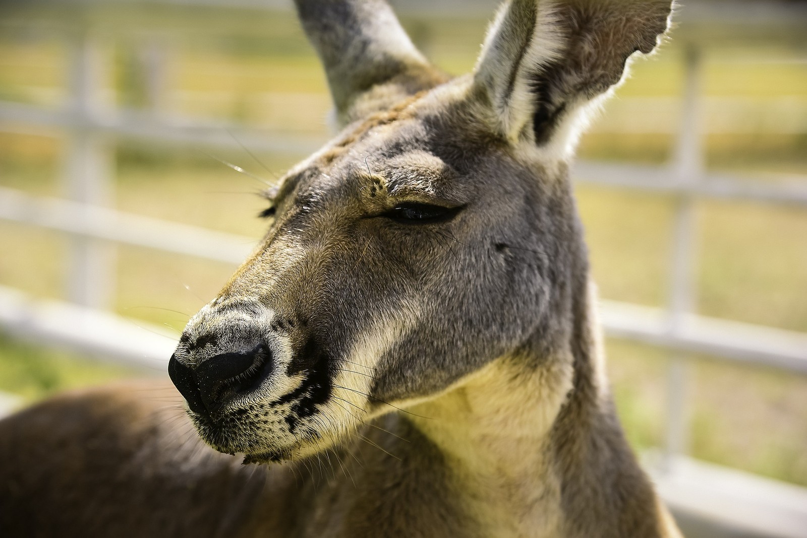 Há um close de um canguru com um nariz muito grande. (canguru, fauna, animal terrestre, focinho, veado)