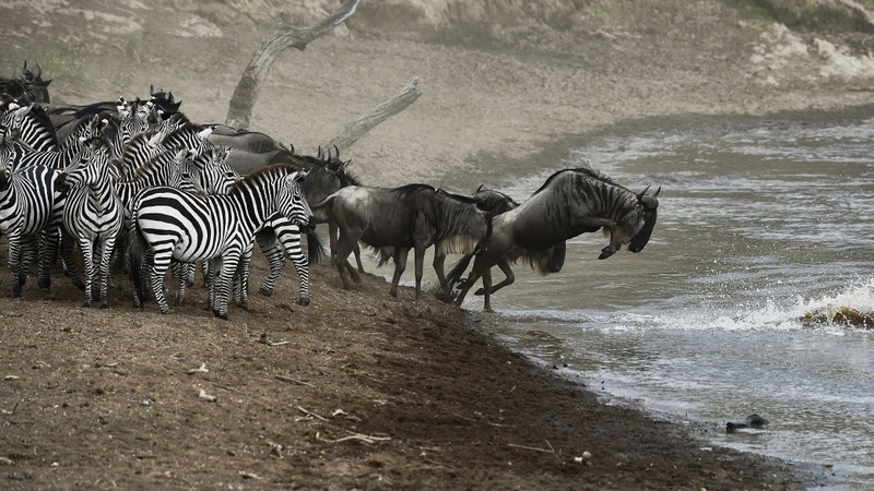 Зебры и антилопы идут вдоль берега реки (серенгети, serengeti, масаи мара, maasai mara, миграция животных)