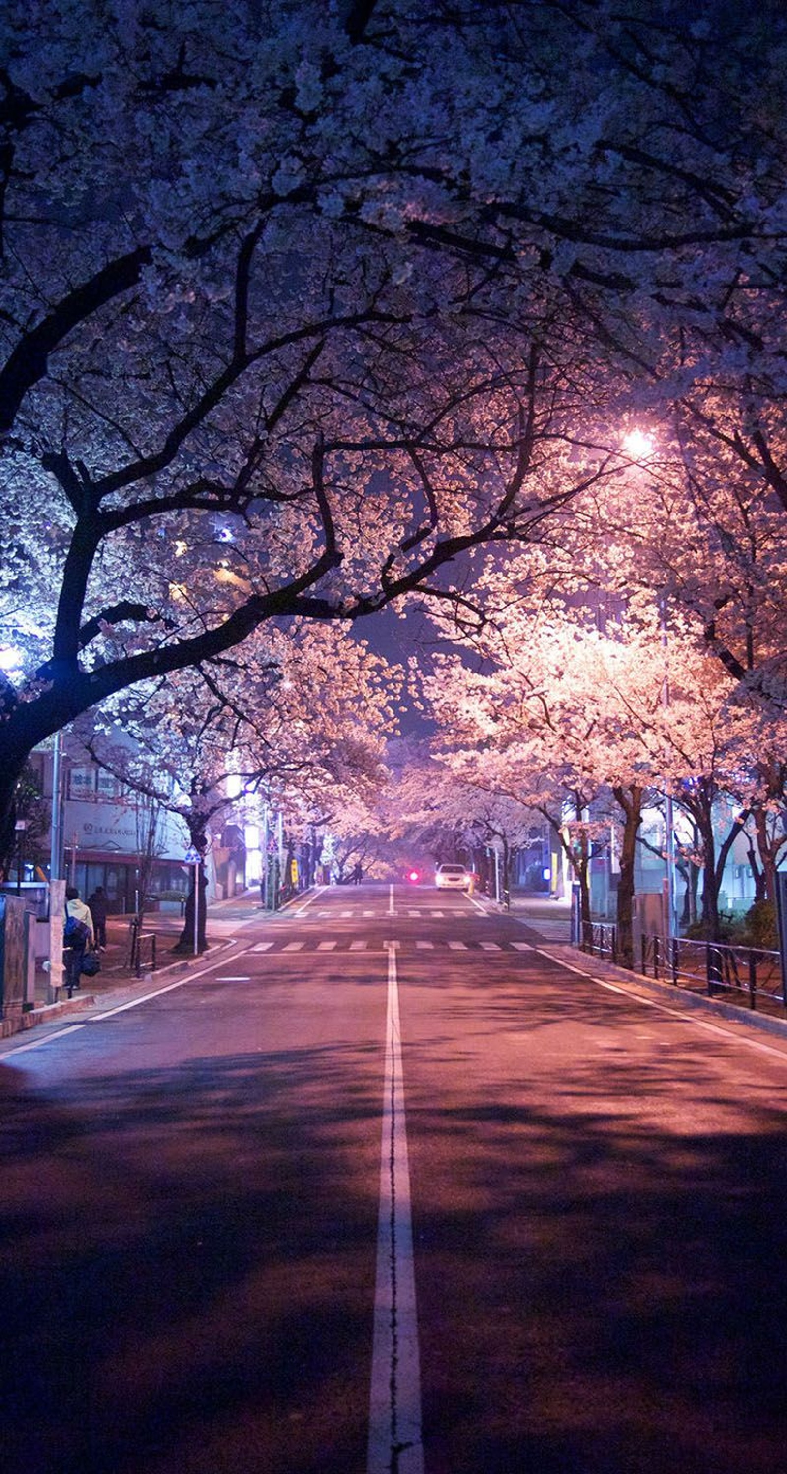 Vista árabe de uma rua com uma árvore coberta de flores rosas (punk, primavera, tóquio, tokyo)