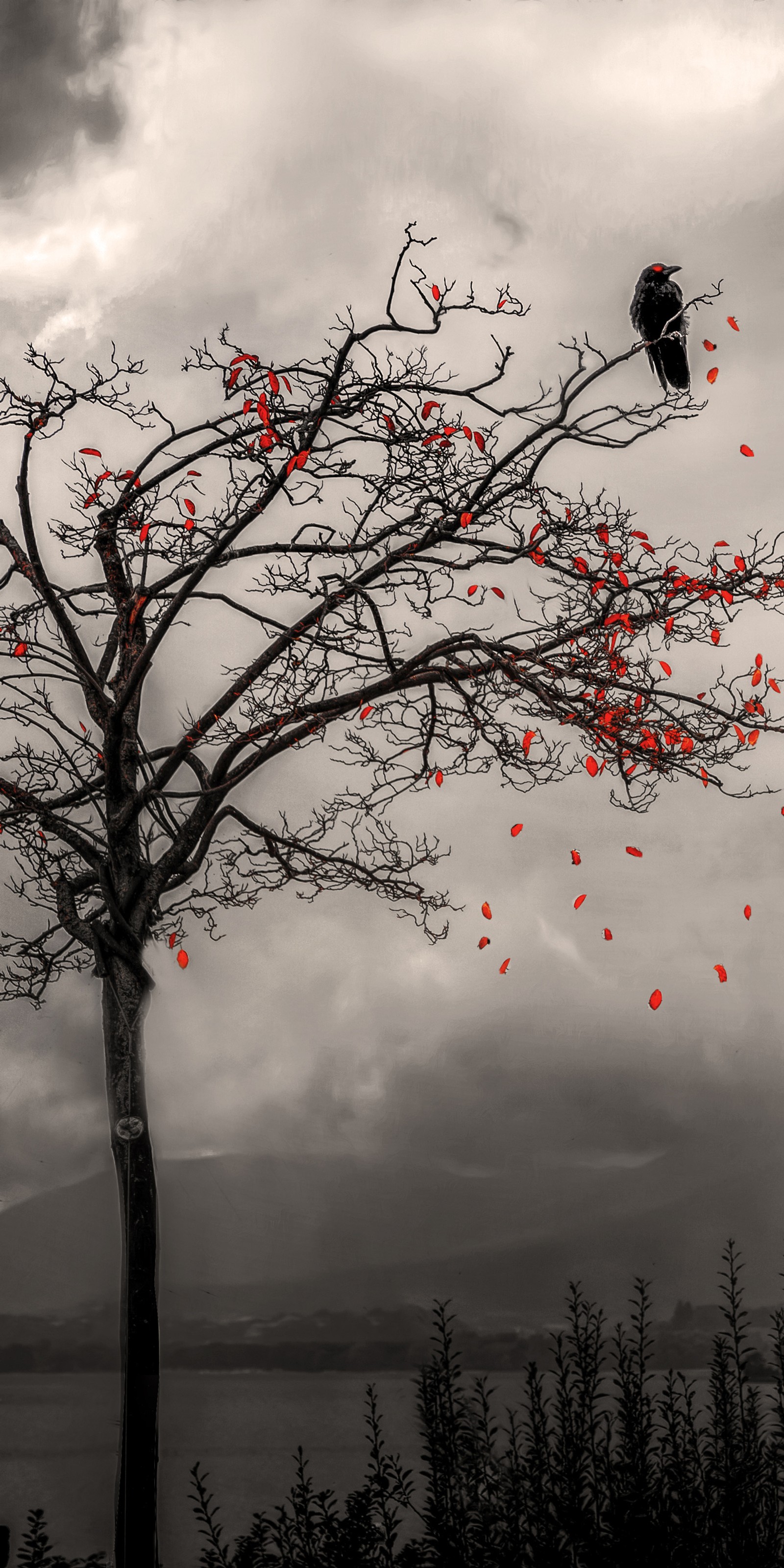 Il y a une photo en noir et blanc d'un arbre avec des feuilles rouges (corbeau, sombre, nuit, arbre)