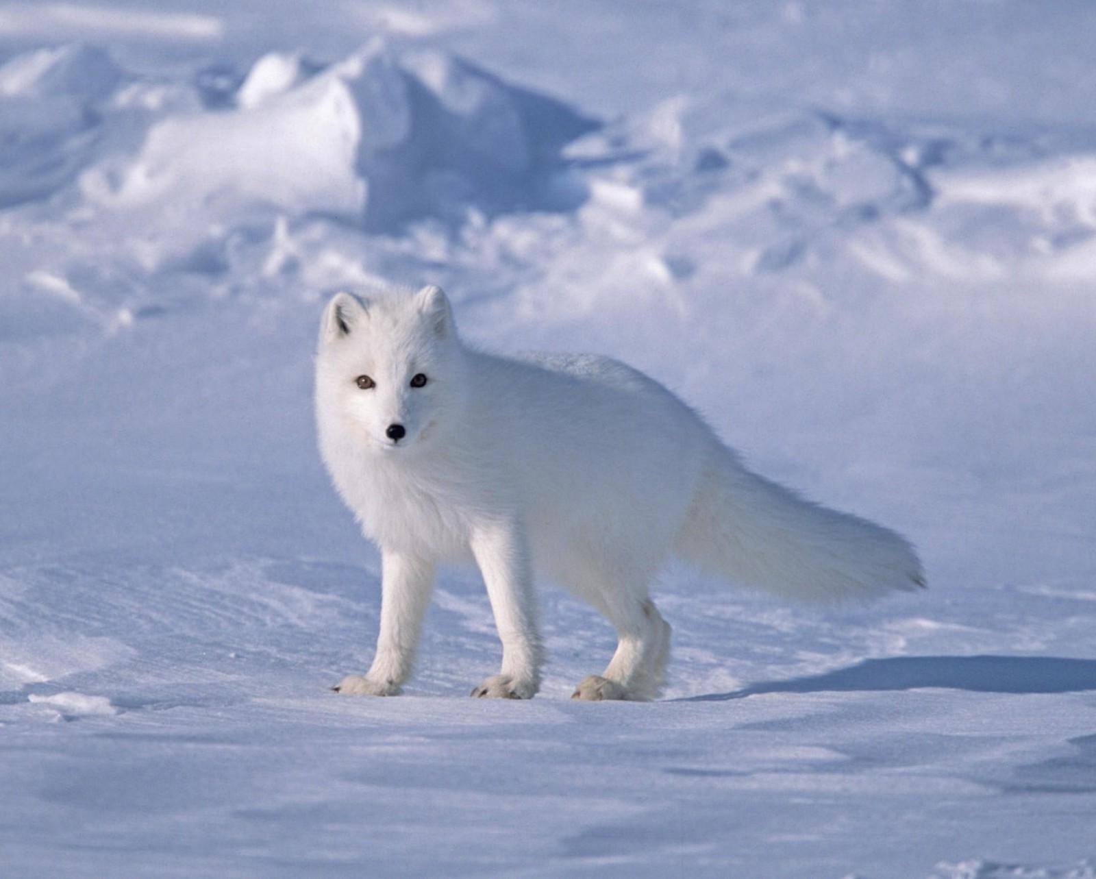 Скачать обои арктический, лиса, снег, white fox, волк