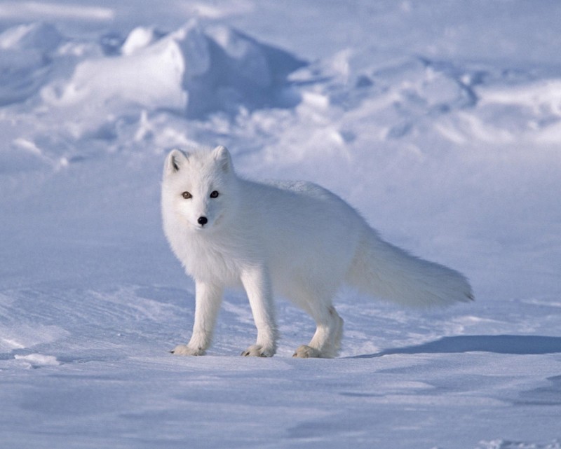 Белая лиса стоит в снегу (арктический, лиса, снег, white fox, волк)