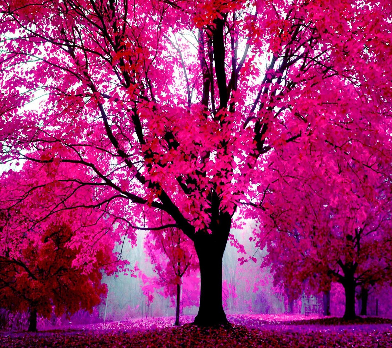 A close up of a tree with pink leaves on it (beautiful, cute, look, nice)