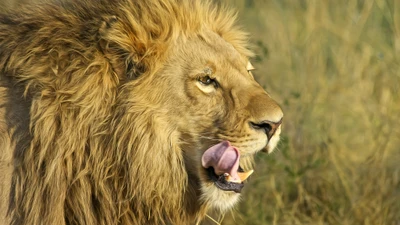 Lion majestueux affichant une présence puissante dans une prairie ensoleillée.