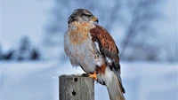 Rotschwanzbussard, der auf einem Pfosten sitzt