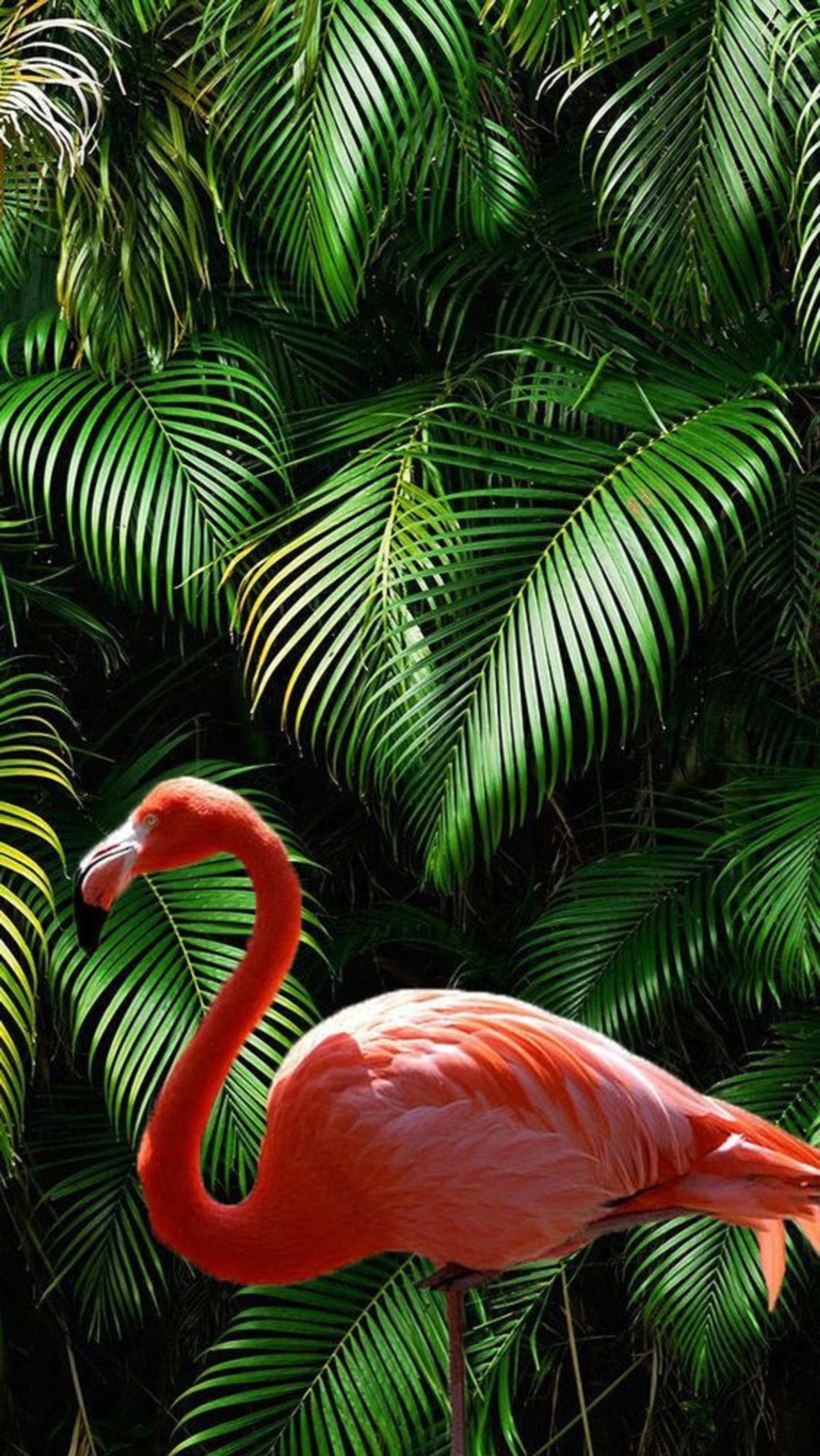 There is a pink flamingo standing in front of a bunch of palm leaves (bird, flamingo, animal)