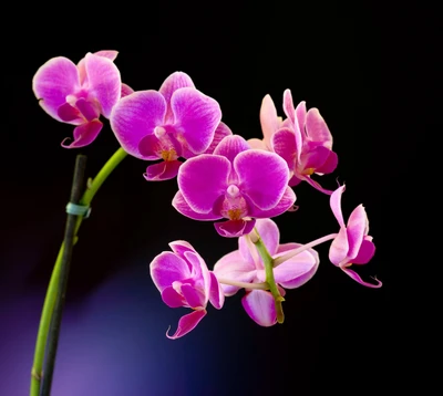 schwarz, orchidee, rosa