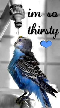 im so, thirsty wallpaper