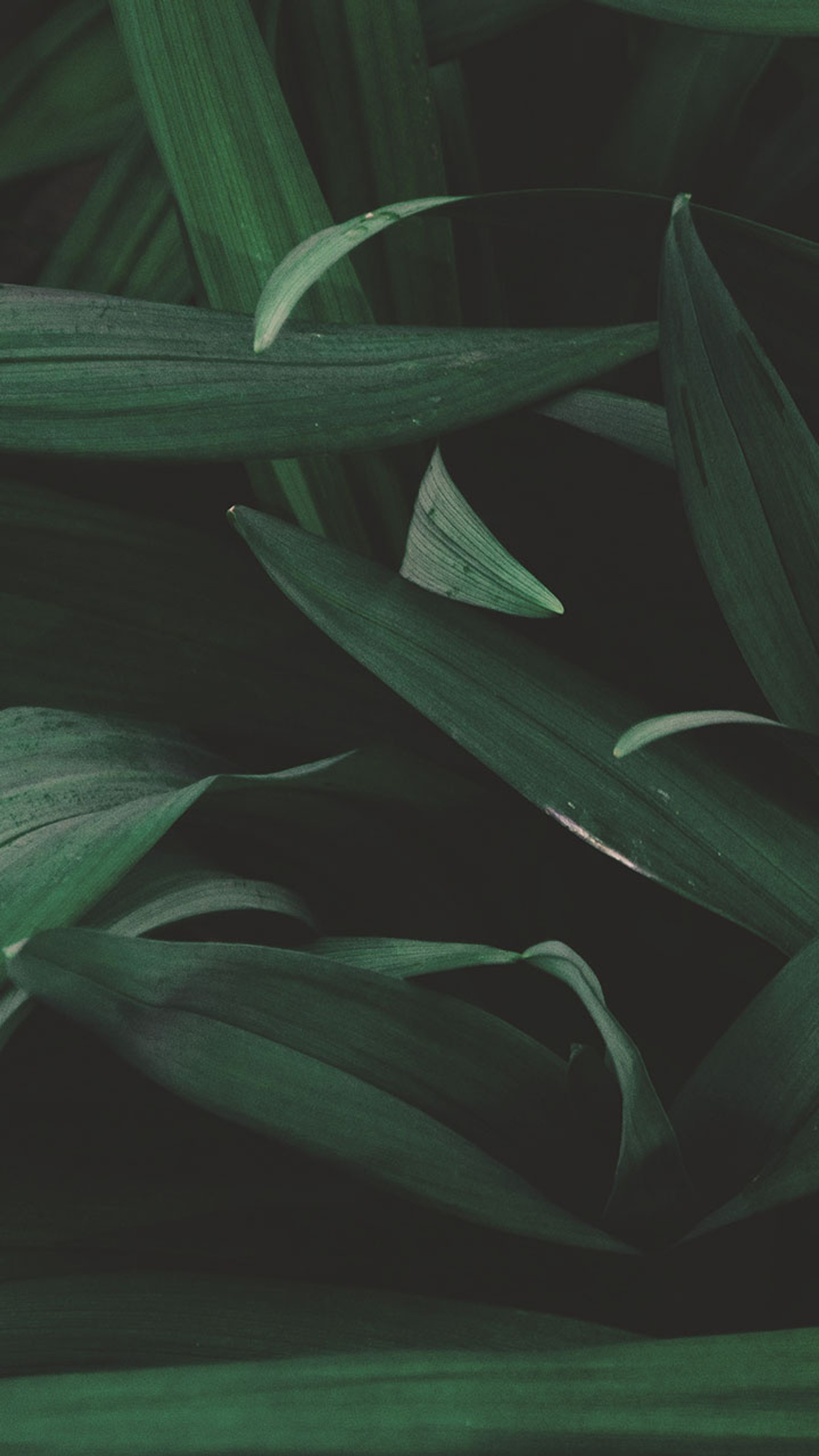 A close up of a green plant with leaves and a white flower (nature, plant)