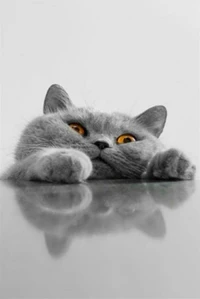 Gray cat with striking orange eyes resting its paws on a reflective surface.