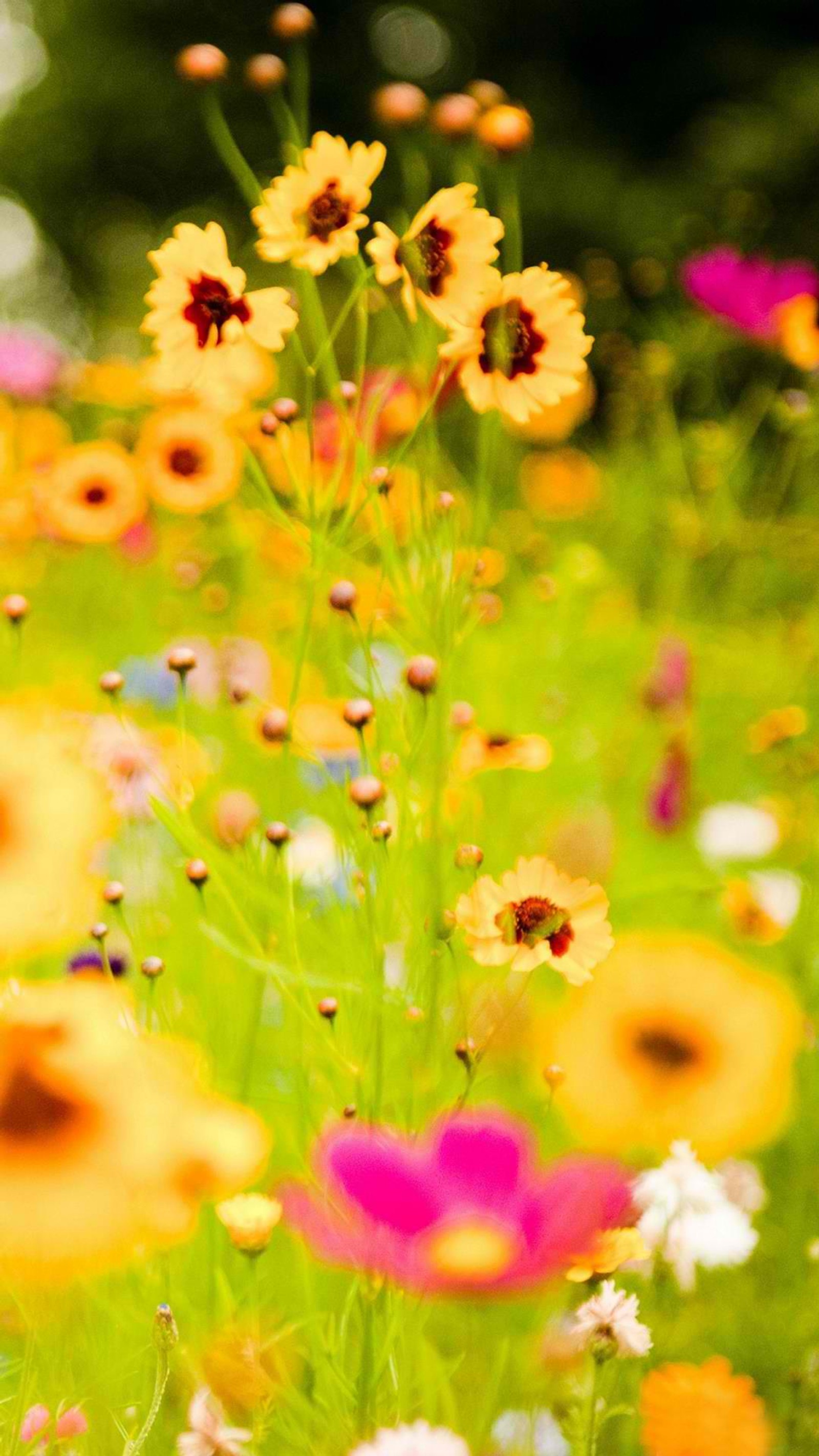 There are many different flowers in the field with a blurry background (cute, summer, zedgesummer)