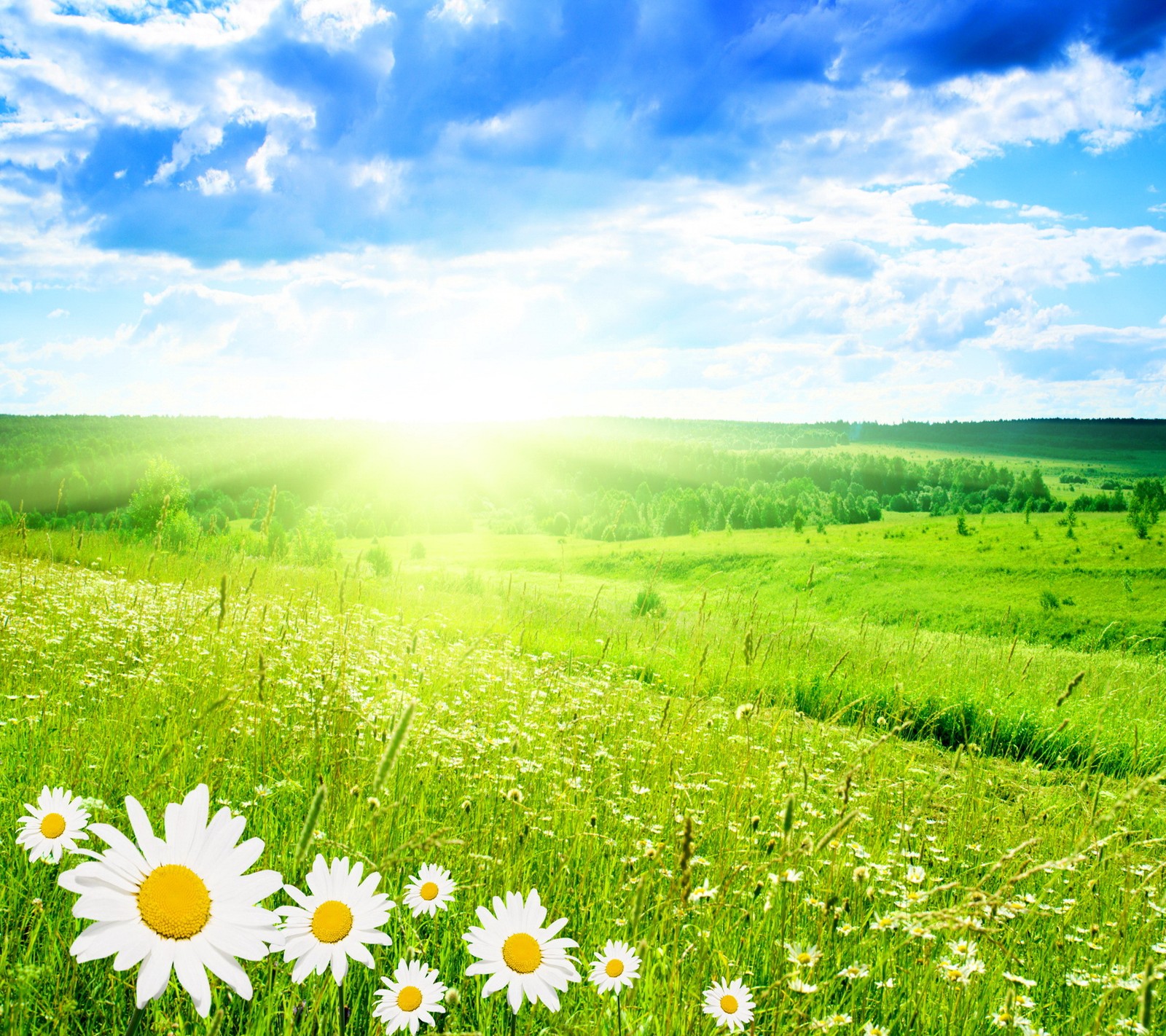 Un campo lleno de margaritas y un sol brillante de fondo (margarita, pradera, verano, sol)