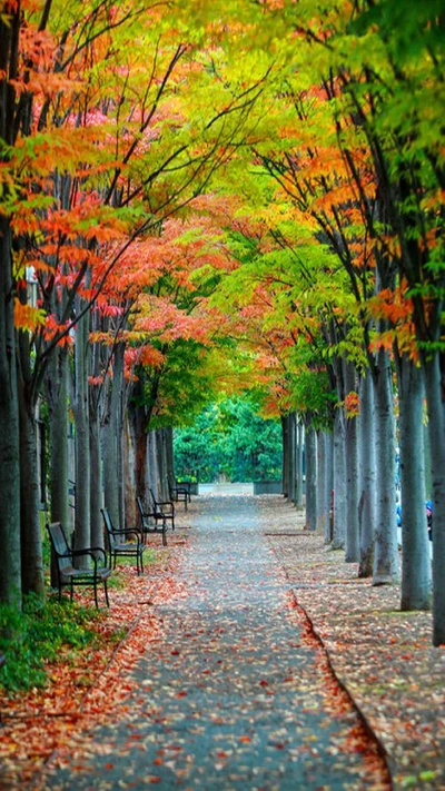 otoño, paisaje, hd