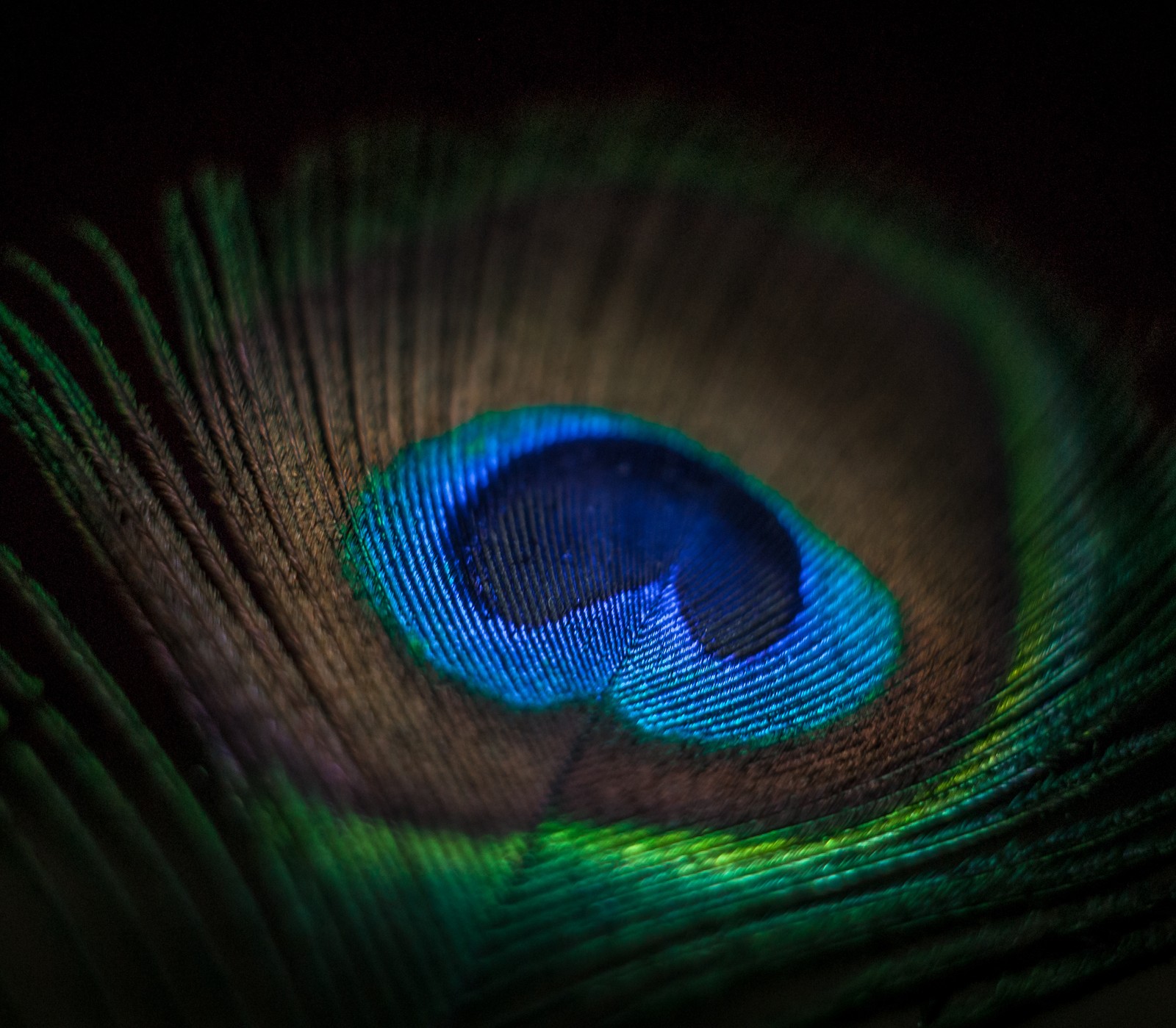 Un primer plano de una pluma de pavo real com um olho azul (color, pluma, ligero)