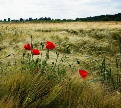 Vibrantes amapolas rojas entre campos de trigo dorado