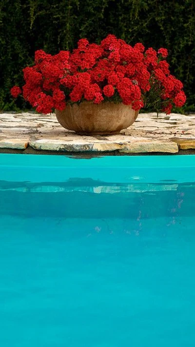 Lebendige Sommerblüten am ruhigen Pool