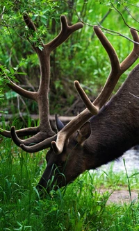 Cerf majestueux broutant dans une verdure luxuriante