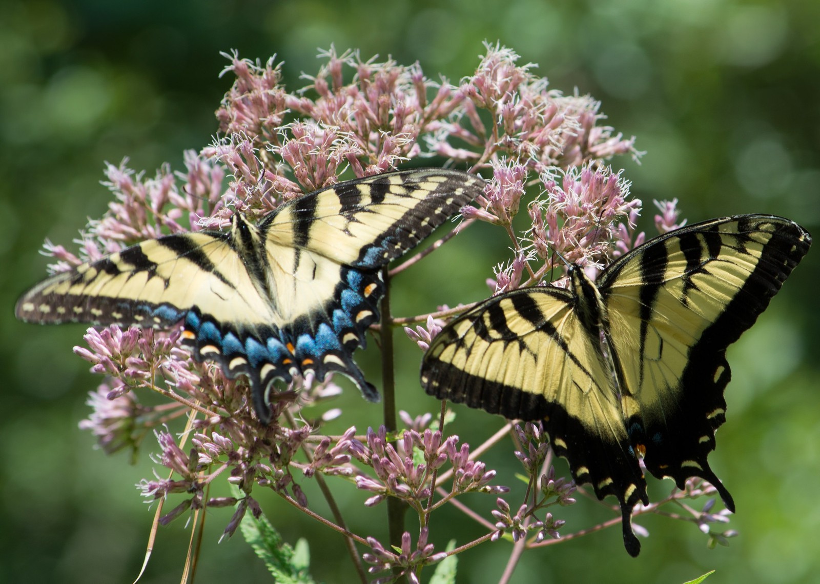 Lade nektar, monarchfalter, insekt, pieridae, schmetterling Hintergrund herunter