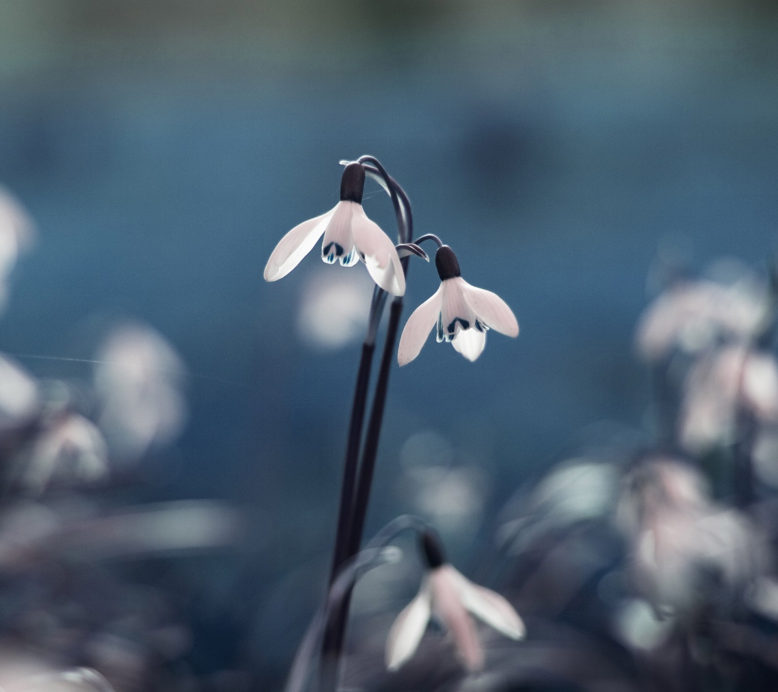 There are two white flowers that are growing in the grass (flowers, nature, zedgesummer)