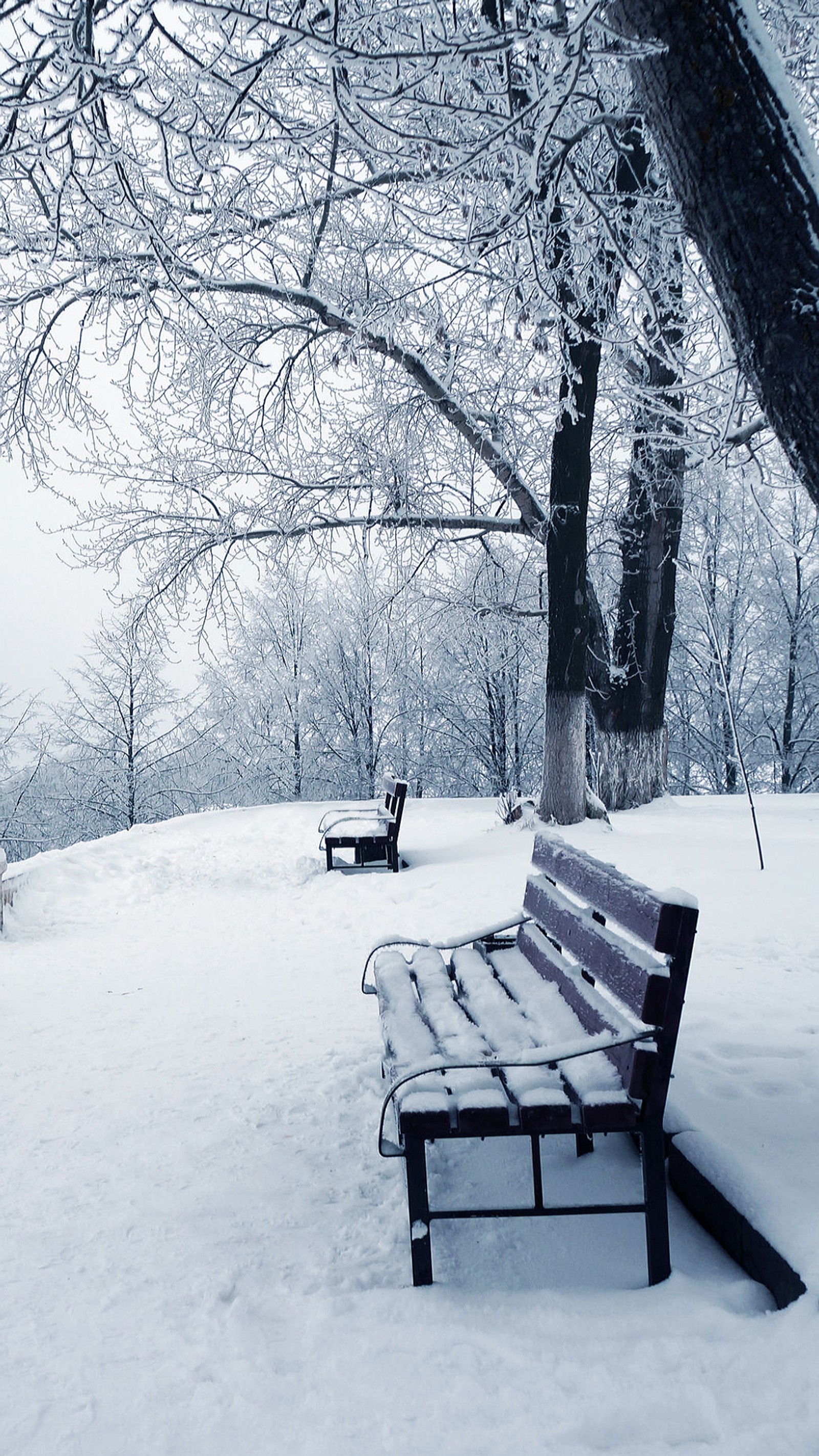 Hay dos bancos en la nieve cerca de un árbol (banco, nieve, árbol, invierno)