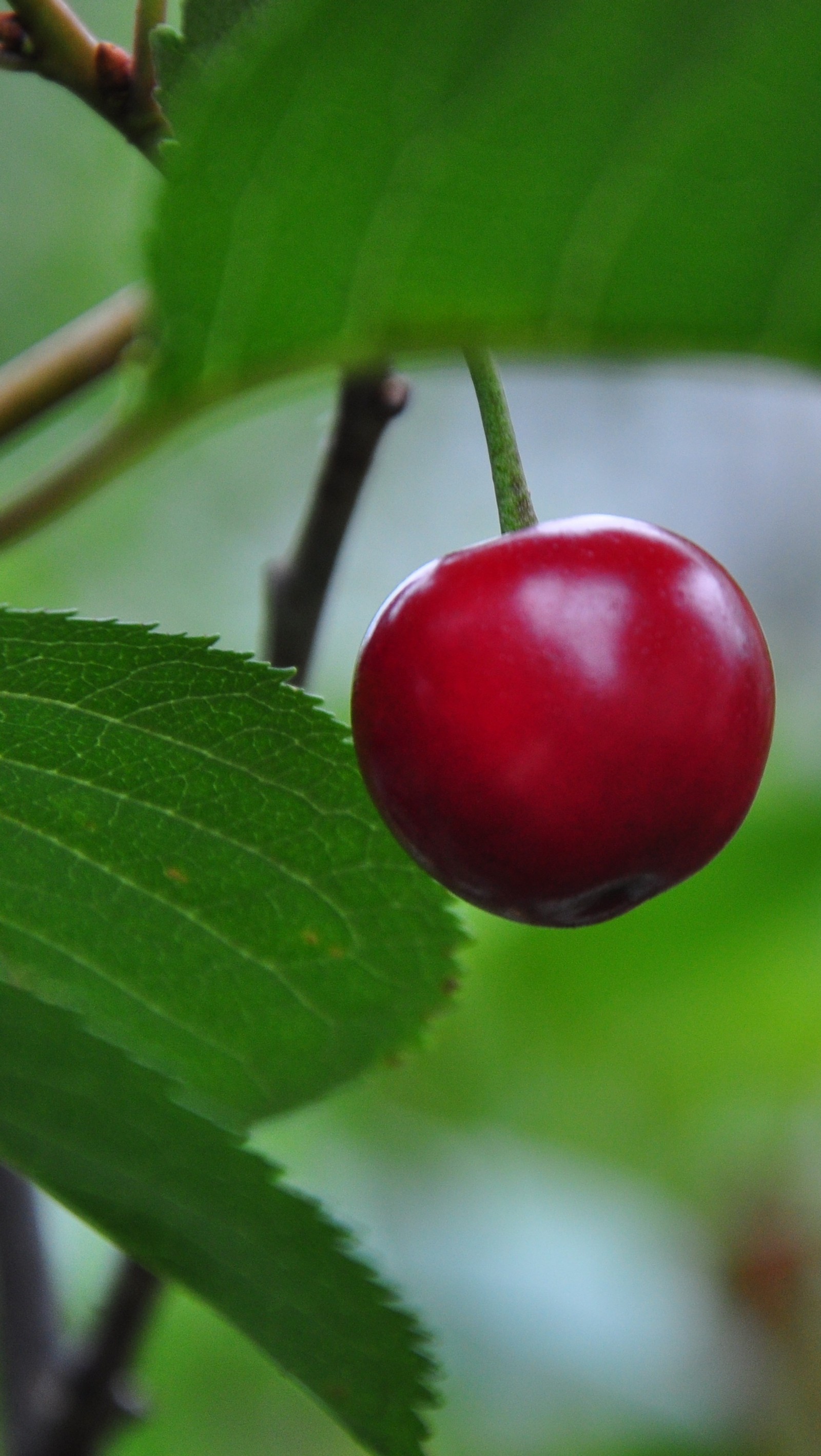 Hay una cereza colgando de una rama de un árbol (cerezas, cereza, ciliegie, fruta, frutas)